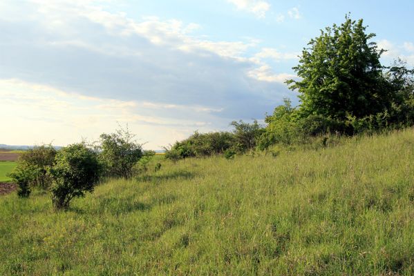 Piletice, vrch Okrouhlík - Třešňovka, 11.5.2008
Jaro na stepích Třešňovky. Zvládne státní ochrana přírody její ochranu, nebo bude opět bezmocným komparsem zalesňovacímu spolku??? 
Schlüsselwörter: Hradec Králové Piletice Okrouhlík Třešňovka Agriotes gallicus