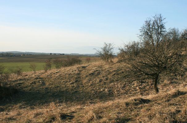 Bukovina, 23.2.2008
Třešňovka - xerothermní svahy. V pozadí kopec Chlum.
Klíčová slova: Černilov Bukovina třešňovka Agriotes gallicus