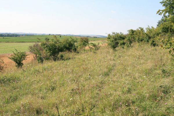 Piletice, vrch Okrouhlík - Třešňovka, 15.8.2009
Centrální část stepi je majetkem pozemkového fondu.
Keywords: Hradec Králové Piletice Okrouhlík třešňovka Agriotes gallicus Athous bicolor