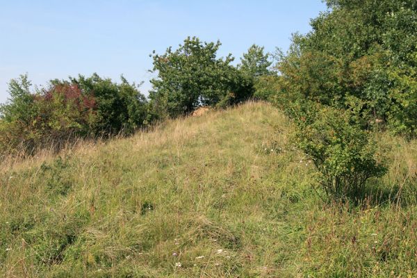 Piletice, vrch Okrouhlík - Třešňovka, 15.8.2009
Západní část stepi.
Mots-clés: Hradec Králové Piletice Okrouhlík třešňovka Agriotes gallicus Athous bicolor