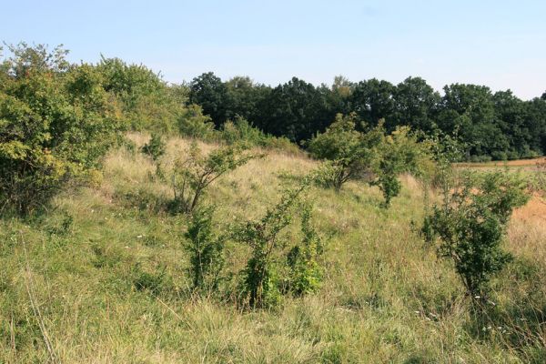 Piletice, vrch Okrouhlík - Třešňovka, 15.8.2009
Část stepi pomalu zarůstá růžemi. 
Mots-clés: Hradec Králové Piletice Okrouhlík třešňovka Agriotes gallicus