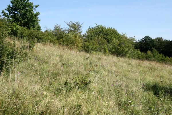 Piletice, vrch Okrouhlík - Třešňovka, 15.8.2009
Centrální část stepi je v majetku pozemkového fondu.
Schlüsselwörter: Hradec Králové Piletice Okrouhlík třešňovka Agriotes gallicus