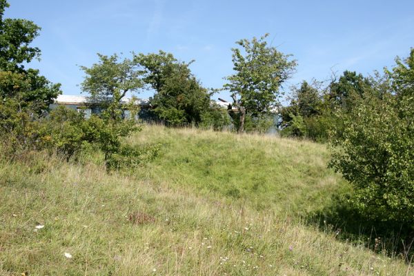 Piletice, vrch Okrouhlík - Třešňovka, 15.8.2009
Léto na piletické stepi. Je polovina srpna, aktivita kovaříků Agriotes gallicus zde pro tento rok skončila. 
Schlüsselwörter: Hradec Králové Piletice Okrouhlík třešňovka Agriotes gallicus Anthaxia candens