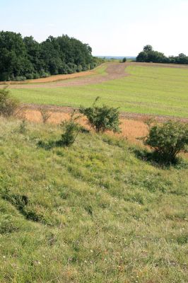 Piletice, vrch Okrouhlík - Třešňovka, 15.8.2009
Pohled ze stepí třešňovky na západní okraj lesa Ouliště.
Keywords: Hradec Králové Piletice Okrouhlík třešňovka Agriotes gallicus