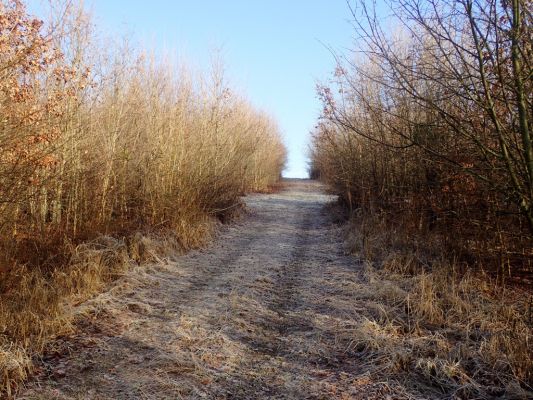 Piletice, 18.1.2022
Zalesněný vrch Okrouhlík.
Klíčová slova: Hradec Králové Piletice vrch Okrouhlík zalesnění