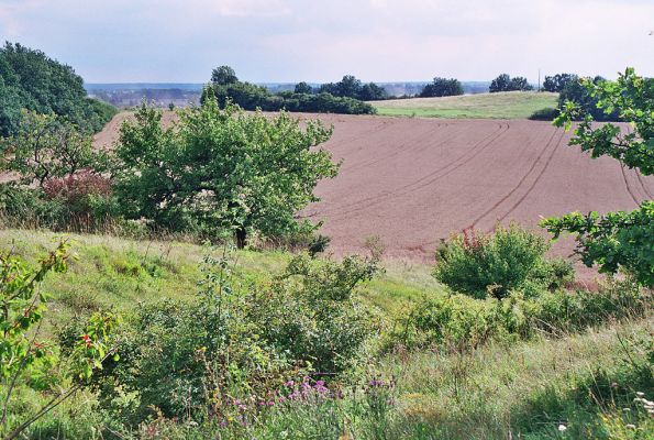 Bukovina, 13.8.2005
Letní pohled ze stepí třešňovky na vrch Okrouhlík.
Mots-clés: Hradec Králové Piletice Okrouhlík Černilov Bukovina třešňovka step