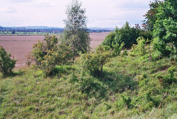 Bukovina, 13.8.2005
Zarůstající step třešňovky. V pozadí slavný kopec Chlum.
Klíčová slova: Černilov Bukovina třešňovka step Agriotes gallicus