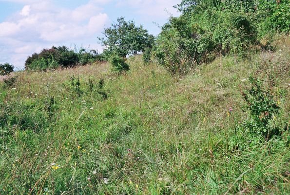 Bukovina, 13.8.2005
Na stepi třešňovky právě probíhá rojení kovaříka Agriotes gallicus. 
Schlüsselwörter: Černilov Bukovina třešňovka Agriotes gallicus