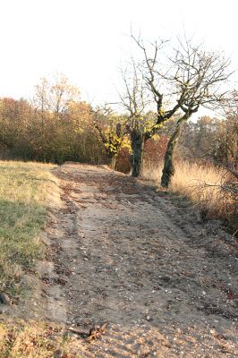 Piletice, vrch Okrouhlík - Třešňovka, 21.10.2008
Na horním okraji stepi se opět objevily stopy záhadné lidské činnosti. Copak tu asi bude? Třešně osídlené krascem Anthaxia candens.
Keywords: Hradec Králové Piletice Okrouhlík třešňovka Anthaxia candens