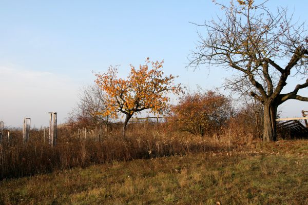 Piletice, vrch Okrouhlík - Třešňovka, 21.10.2008
Třešně na horním okraji stepi osídlené krascem Anthaxia candens. Vlevo plocha stepi, zničená zavlažováním vysázených stromků.
Mots-clés: Hradec Králové Piletice Okrouhlík třešňovka Anthaxia candens