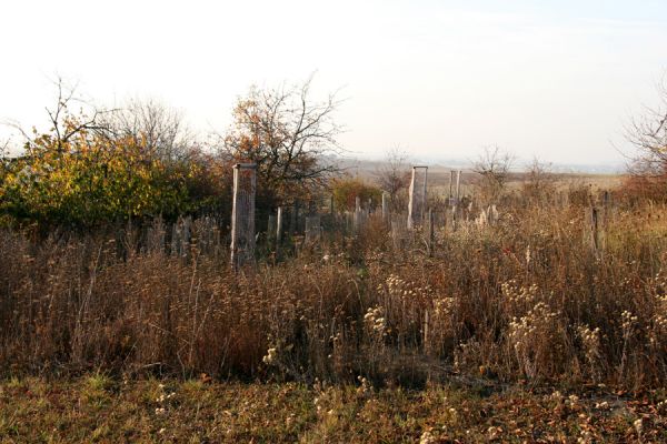 Piletice, vrch Okrouhlík - Třešňovka, 21.10.2008
Část stepi, zničená zavlažováním vysázených stromků.
Keywords: Hradec Králové Piletice Okrouhlík třešňovka step