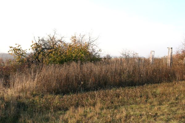 Piletice, vrch Okrouhlík - Třešňovka, 21.10.2008
Část stepi, zničená zavlažováním vysázených stromků.
Keywords: Hradec Králové Piletice Okrouhlík třešňovka step