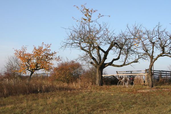 Piletice, vrch Okrouhlík - Třešňovka, 21.10.2008
Třešně na horním okraji stepi osídlené krascem Anthaxia candens. Vlevo plocha stepi, zničená zavlažováním vysázených stromků.
Keywords: Hradec Králové Piletice Okrouhlík třešňovka Anthaxia candens