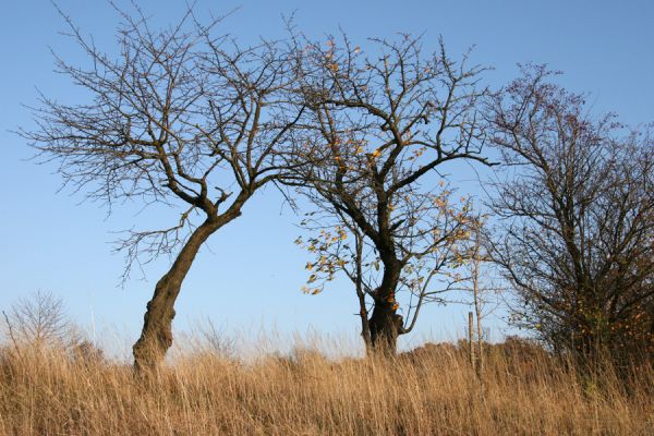 Piletice, vrch Okrouhlík - Třešňovka, 21.10.2008
Třešně na horním okraji stepi osídlené krascem Anthaxia candens. 
Mots-clés: Hradec Králové Piletice Okrouhlík třešňovka Anthaxia candens