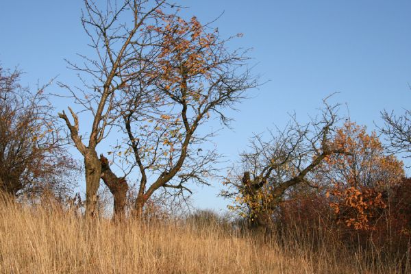 Piletice, vrch Okrouhlík - Třešňovka, 21.10.2008
Třešně na horním okraji stepi osídlené krascem Anthaxia candens. 
Klíčová slova: Hradec Králové Piletice Okrouhlík třešňovka Anthaxia candens