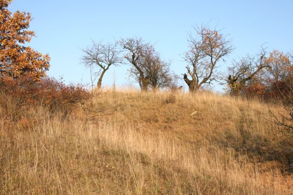 Piletice, vrch Okrouhlík - Třešňovka, 21.10.2008
Třešně na horním okraji stepi osídlené krascem Anthaxia candens. Podzimní slunce osvětluje doposud zachovanou centrální část stepi. 
Keywords: Hradec Králové Piletice Okrouhlík třešňovka step Anthaxia candens