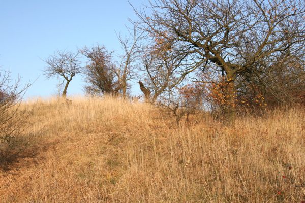 Piletice, vrch Okrouhlík - Třešňovka, 21.10.2008
Třešně osídlené krascem Anthaxia candens. Podzimní slunce osvětluje doposud zachovnou centrální část stepi. 
Klíčová slova: Hradec Králové Piletice Okrouhlík třešňovka step Anthaxia candens