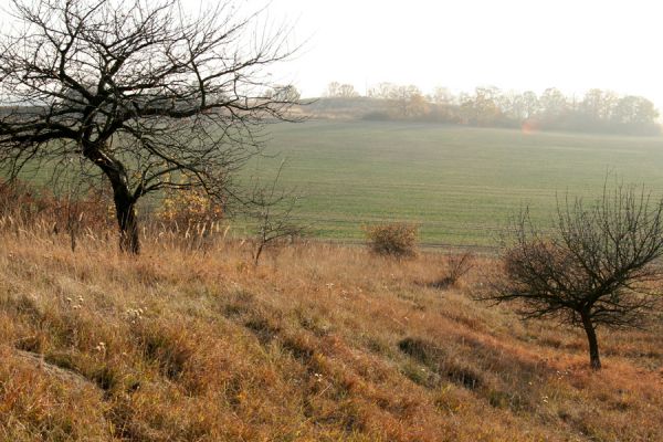 Piletice, vrch Okrouhlík - Třešňovka, 21.10.2008
Podzimní slunce osvětluje doposud zachovanou centrální část stepi. V pozadí stepi Okrouhlíku, které to štěstí neměly.
Klíčová slova: Hradec Králové Piletice Okrouhlík třešňovka step
