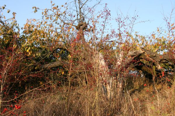 Piletice, vrch Okrouhlík - Třešňovka, 21.10.2008
Tak to jsem již dlouho neviděl. Již léta rozlomený kmen třešně je stále živý!
Schlüsselwörter: Hradec Králové Piletice Okrouhlík třešňovka