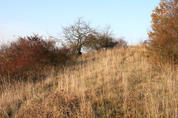 Piletice, vrch Okrouhlík - Třešňovka, 21.10.2008
Podzimní slunce osvětluje doposud zachovanou západní část stepi. 
Schlüsselwörter: Hradec Králové Piletice Okrouhlík třešňovka step Athous bicolor