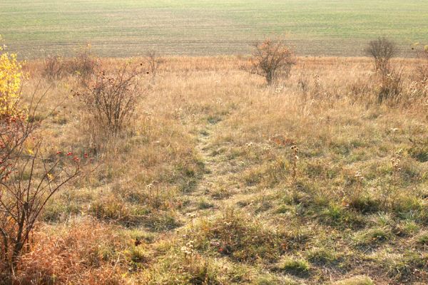 Piletice, vrch Okrouhlík - Třešňovka, 21.10.2008
Podzimní slunce osvětluje doposud zachovanou centrální část stepi. 
Mots-clés: Hradec Králové Piletice Okrouhlík třešňovka step