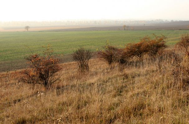 Piletice, vrch Okrouhlík - Třešňovka, 21.10.2008
Podzimní slunce osvětluje doposud zachovanou centrální část stepi.
Schlüsselwörter: Hradec Králové Piletice Okrouhlík třešňovka step