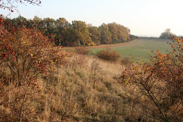 Piletice, vrch Okrouhlík - Třešňovka, 21.10.2008
Podzimní slunce osvětluje doposud zachovanou centrální část stepi. Vlevo les na okraji vrchu Ouliště. 
Klíčová slova: Hradec Králové Piletice Okrouhlík třešňovka step Ouliště