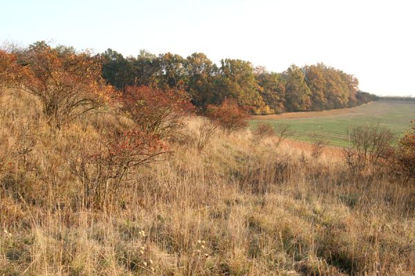 Piletice, vrch Okrouhlík - Třešňovka, 21.10.2008
Podzimní slunce osvětluje doposud zachovanou centrální část stepi. Za rok zde mohou růst borovice - pokud budeme postupnému ničení stepí jen nečinně přihlížet. V pozadí les na vrchu Ouliště.
Mots-clés: Hradec Králové Piletice Okrouhlík třešňovka step Athous bicolor