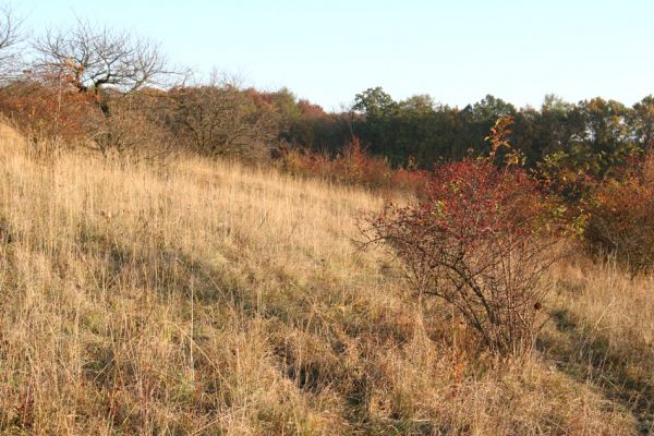 Piletice, vrch Okrouhlík - Třešňovka, 21.10.2008
Podzimní slunce osvětluje doposud zachovanou centrální část stepi. Za rok zde mohou růst borovice - pokud budeme postupnému ničení stepí jen nečinně přihlížet.
Keywords: Hradec Králové Piletice Okrouhlík třešňovka step