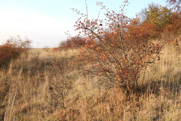 Piletice, vrch Okrouhlík - Třešňovka, 21.10.2008
Podzimní slunce osvětluje doposud zachovanou centrální část stepi. Již za rok zde mohou růst borovice....
Klíčová slova: Hradec Králové Piletice Okrouhlík třešňovka step