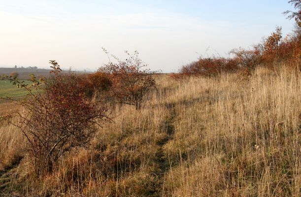 Piletice, vrch Okrouhlík - Třešňovka, 21.10.2008
Podzimní slunce osvětluje doposud zachovanou západní část stepi. Letos to může být již naposledy....
Keywords: Hradec Králové Piletice Okrouhlík třešňovka step Athous bicolor