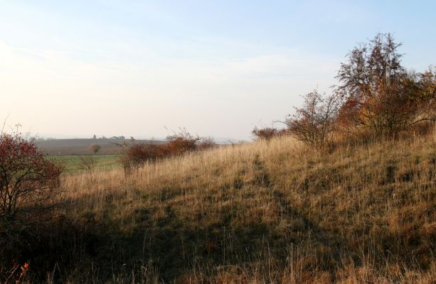 Piletice, vrch Okrouhlík - Třešňovka, 21.10.2008
Podzimní slunce osvětluje doposud zachovanou centrální část stepi. Zatím... Pokud budeme postupnému ničení stepí jen nečinně přihlížet, zbudou nám jen fotografie a muzejní exponáty. Jen vzpomínka...
Keywords: Hradec Králové Piletice Okrouhlík třešňovka step