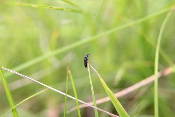 Piletice, třešňovka u Okrouhlíku, 23.7.2010
Sprašovou step pod třešňovkou osidluje největší známá populace kovaříka Agriotes gallicus v okolí Hradce Králové. Na snímku je sameček na stéblu trávy.
Klíčová slova: Piletice Bukovina třešňovka Agriotes gallicus