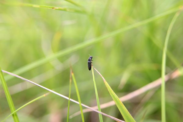 Piletice, třešňovka u Okrouhlíku, 23.7.2010
Sprašovou step pod třešňovkou osidluje největší známá populace kovaříka Agriotes gallicus v okolí Hradce Králové. Na snímku je sameček na stéblu trávy.
Keywords: Piletice Bukovina třešňovka Agriotes gallicus