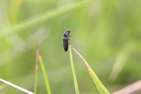 Piletice, třešňovka u Okrouhlíku, 23.7.2010
Sprašovou step pod třešňovkou osidluje největší známá populace kovaříka Agriotes gallicus v okolí Hradce Králové. Na snímku je sameček na stéblu trávy. 
Mots-clés: Piletice Bukovina třešňovka Agriotes gallicus