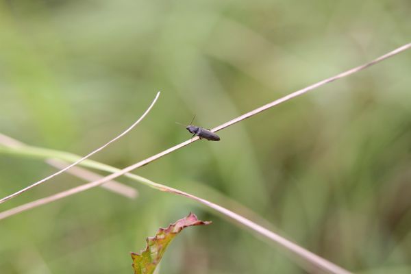 Piletice, třešňovka u Okrouhlíku, 23.7.2010
Sprašovou step pod třešňovkou osidluje největší známá populace kovaříka Agriotes gallicus v okolí Hradce Králové. Na snímku je sameček na stéblu trávy.
Schlüsselwörter: Piletice Bukovina třešňovka Agriotes gallicus