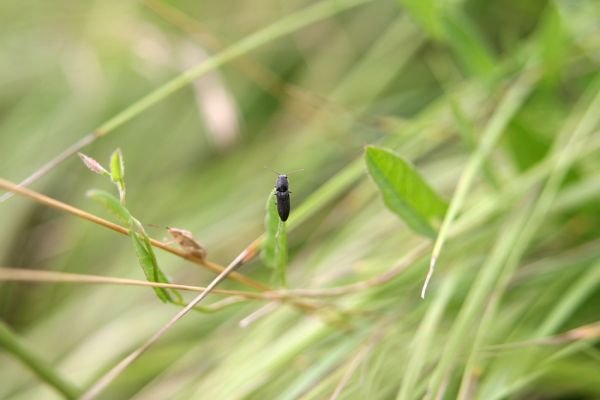 Piletice, třešňovka u Okrouhlíku, 23.7.2010
Sprašovou step pod třešňovkou osidluje největší známá populace kovaříka Agriotes gallicus v okolí Hradce Králové. Na snímku je sameček na stéblu trávy.
Klíčová slova: Piletice Bukovina třešňovka Agriotes gallicus