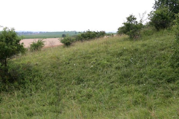 Piletice, třešňovka u Okrouhlíku, 23.7.2010
Sprašovou step pod třešňovkou osidluje největší známá populace kovaříka Agriotes gallicus v okolí Hradce Králové. 
Keywords: Piletice Bukovina třešňovka Agriotes gallicus ustulatus