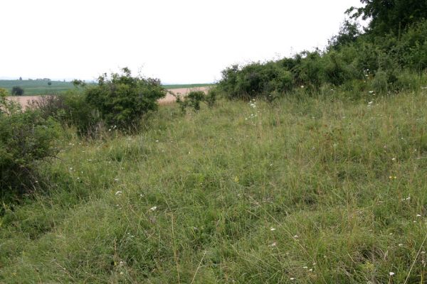 Piletice, třešňovka u Okrouhlíku, 23.7.2010
Sprašovou step pod třešňovkou osidluje největší známá populace kovaříka Agriotes gallicus v okolí Hradce Králové. 
Mots-clés: Piletice Bukovina třešňovka Agriotes gallicus ustulatus Athous bicolor