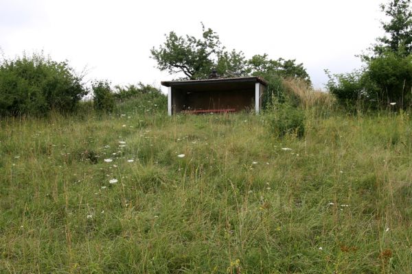 Piletice, třešňovka u Okrouhlíku, 23.7.2010
Sprašovou step pod třešňovkou osidluje největší známá populace kovaříka Agriotes gallicus v okolí Hradce Králové. 
Schlüsselwörter: Piletice Bukovina třešňovka Agriotes gallicus ustulatus Anthaxia candens