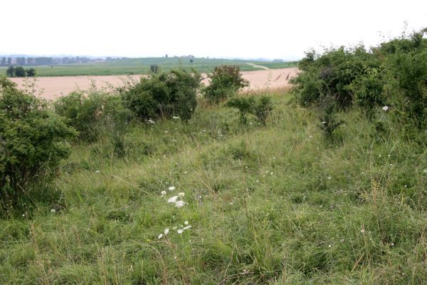 Piletice, třešňovka u Okrouhlíku, 23.7.2010
Sprašovou step pod třešňovkou osidluje největší známá populace kovaříka Agriotes gallicus v okolí Hradce Králové. 
Keywords: Piletice Bukovina třešňovka Agriotes gallicus ustulatus Athous bicolor