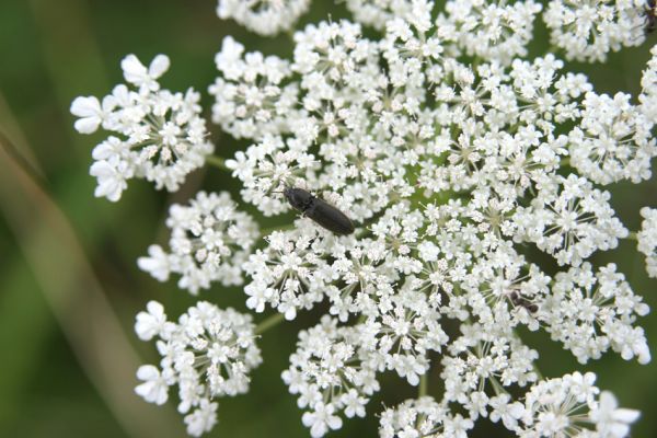 Piletice, třešňovka u Okrouhlíku, 23.7.2010
Na sprašové stepi pod třešňovkou žijí i kovaříci Agriotes ustulatus. Na rozdíl od příbuzného druhu Agriotes gallicus aktivují hlavně na květech miříkovitých.
Schlüsselwörter: Piletice Bukovina třešňovka Agriotes ustulatus