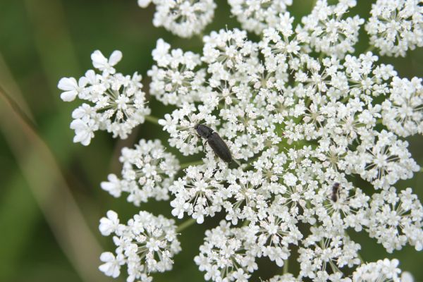 Piletice, třešňovka u Okrouhlíku, 23.7.2010
Na sprašové stepi pod třešňovkou žijí i kovaříci Agriotes ustulatus. Na rozdíl od příbuzného druhu Agriotes gallicus aktivují hlavně na květech miříkovitých.
Keywords: Piletice Bukovina třešňovka Agriotes ustulatus