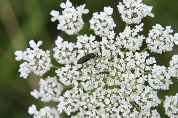 Piletice, třešňovka u Okrouhlíku, 23.7.2010
Na sprašové stepi pod třešňovkou žijí i kovaříci Agriotes ustulatus. Na rozdíl od příbuzného druhu Agriotes gallicus aktivují hlavně na květech miříkovitých.
Keywords: Piletice Bukovina třešňovka Agriotes ustulatus