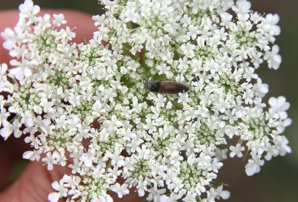 Piletice, třešňovka u Okrouhlíku, 23.7.2010
Na sprašové stepi pod třešňovkou žijí i kovaříci Agriotes ustulatus. Na rozdíl od příbuzného druhu Agriotes gallicus aktivují hlavně na květech miříkovitých.
Mots-clés: Piletice Bukovina třešňovka Agriotes ustulatus