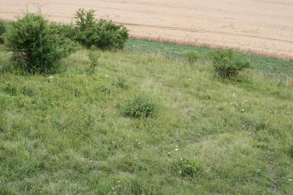 Piletice, třešňovka u Okrouhlíku, 23.7.2010
Sprašovou step pod třešňovkou osidluje největší známá populace kovaříka Agriotes gallicus v okolí Hradce Králové. 
Klíčová slova: Piletice Bukovina třešňovka Agriotes gallicus ustulatus