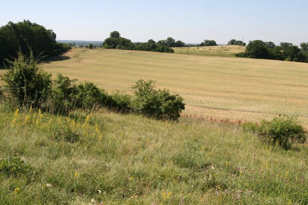 Piletice, třešňovka u Okrouhlíku, 9.7.2010
Na stepi se objevil první letošní sameček kovaříka Agriotes gallicus.
Mots-clés: Piletice Bukovina třešňovka Agriotes gallicus