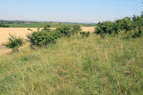 Piletice, třešňovka u Okrouhlíku, 9.7.2010
Na stepi se objevil první letošní sameček kovaříka Agriotes gallicus 
Mots-clés: Piletice Bukovina třešňovka Agriotes gallicus Athous bicolor