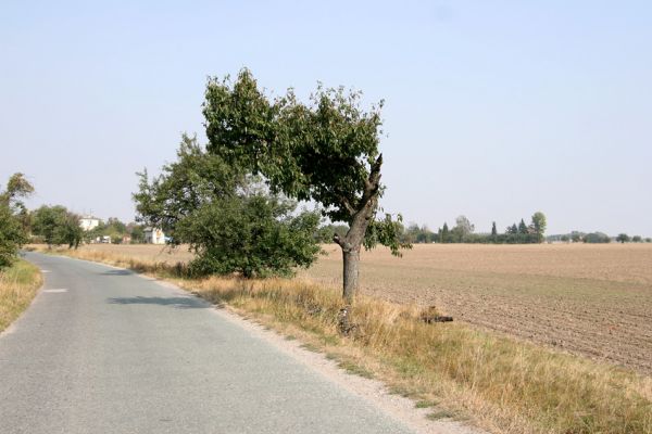 Písek, 22.9.2009
Třešeň u železniční stanice Nové Město nad Cidlinou.
Klíčová slova: Písek Anthaxia candens