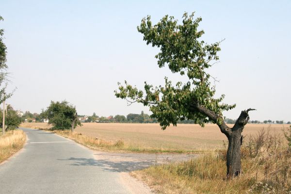 Písek, 22.9.2009
Třešeň u železniční stanice Nové Město nad Cidlinou.
Schlüsselwörter: Písek Anthaxia candens